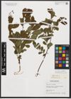 Foto von Salix aurita L. x Salix myrtilloides L.